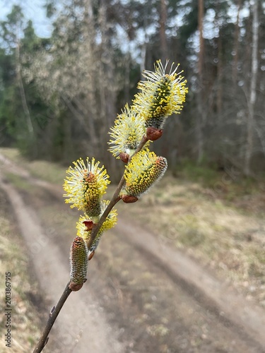 Flowers in forest