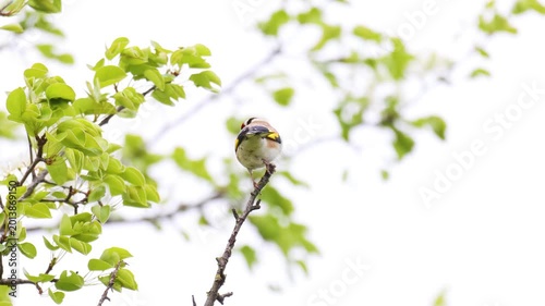 Back View of a European Goldfinch Perched on a Lush Spring Branch