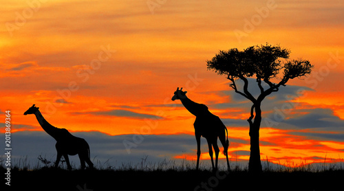Giraffes against a stunning sunrise sky. Kenya. Masai Mara.
