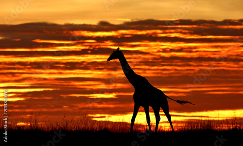 Giraffe against a stunning sunrise sky. Kenya. Masai Mara.