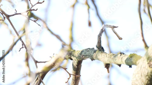 Glossy European Starling Resting and Observing on a Sunny Branch