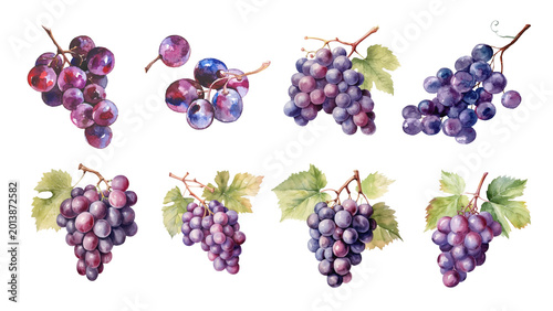 Bild auf Leinwand Set of fresh organic purple grape watercolor illustrations