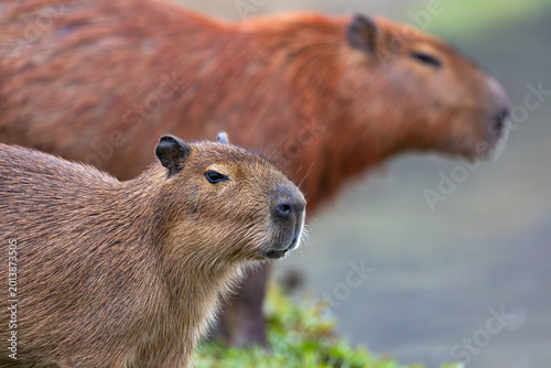 Capybara or greater capybara (Hydrochoerus hydrochaeris), largest living rodent, native to South America. Barigui Park municipal park, Curitiba, Parana. Brazil. Brazilian wildlife