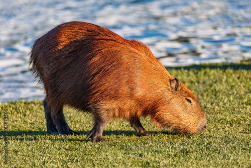 Capybara or greater capybara (Hydrochoerus hydrochaeris), largest living rodent, native to South America. Barigui Park municipal park, Curitiba, Parana. Brazil. Brazilian wildlife