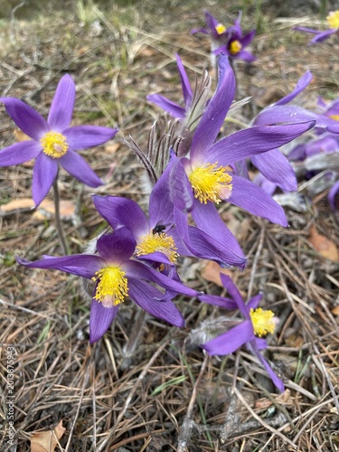 Flowers in forest
