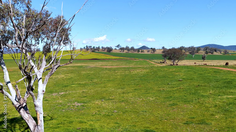 Fototapeta premium Eucalyptus Tree Overlooking Sunlit Green Pastures in Rural New South Wales