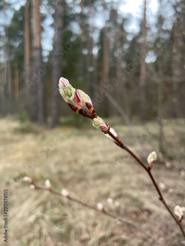 Flowers in forest