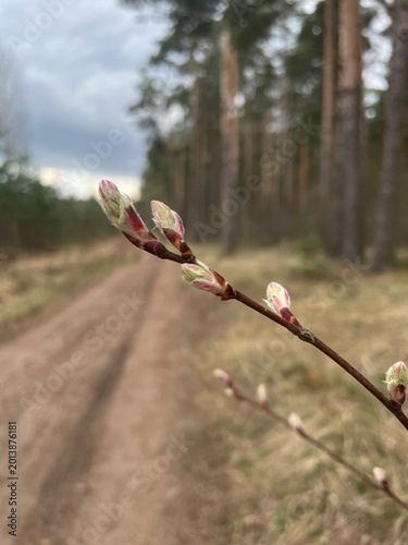 Flowers in forest
