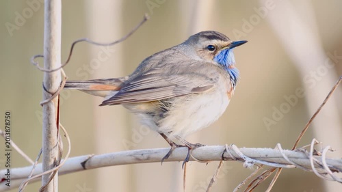 Stunning Male Bluethroat Singing Passionately on a Spring Branch