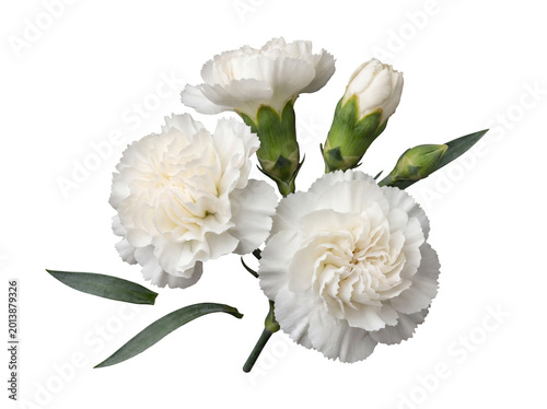 Konstfotografi Group of pristine white carnation flowers and buds with green leaves