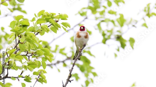 Vibrant European Goldfinch Resting on a Fresh Green Spring Tree Branch