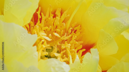 Foto Bright yellow flower with vibrant center showing details in a garden during spri