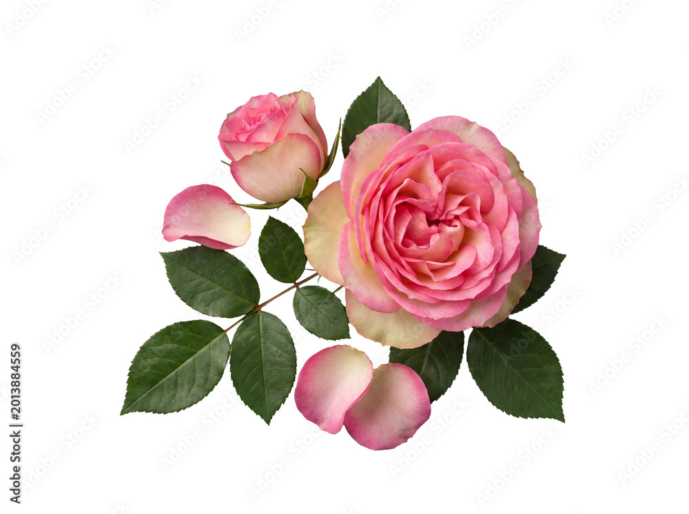 Fototapeta premium Beautiful pink garden roses, blooming and budding, with lush green leaves and delicate petals on transparent background.