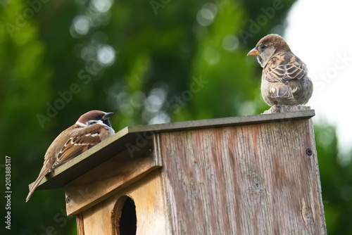 Feldsperling und Haussperling ( Weibchen ) auf einem Nistkasten