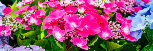 Bright pink and blue hydrangea flowers bloom in a garden during the spring season