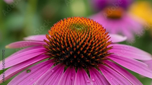 Close-up of a pink coneflower in a garden
