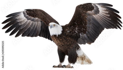 Bild auf Leinwand Isolated majestic bald eagle with powerful wings spread wide, captured in a gran