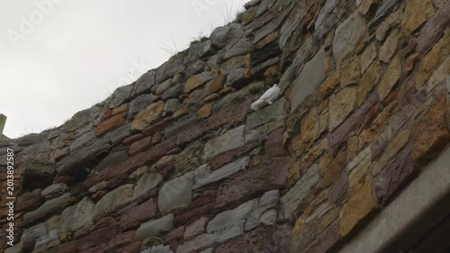 White dove bird perched on stone wall high up stock footage