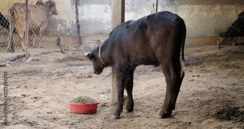 Canvastavla Young black buffalo calf standing cattle shed inside rural area