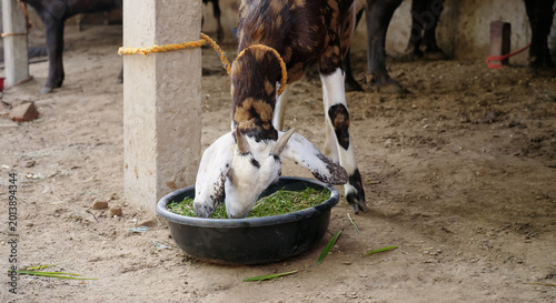 Konstfotografi Indian village young goat standing cattle shed inside rural area
