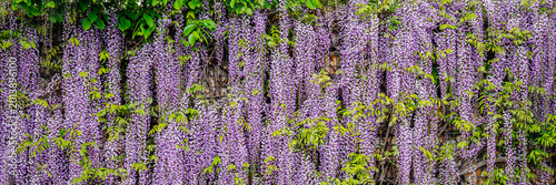 Purple flowers grow on a garden wall in spring creating a lush and colorful display in a sunny outdoor setting
