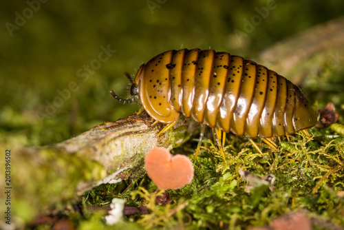 Foto Close up of Procyliosoma delacyi which is a species of giant pill millipede foun