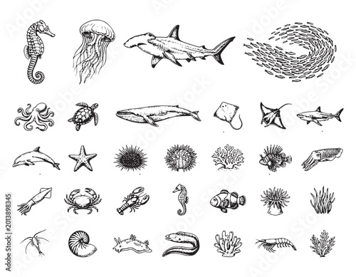 Set of detailed sea life and marine animal icons including sharks fish shells coral and crustaceans in vintage sketch style for biological and scientific diagrams.