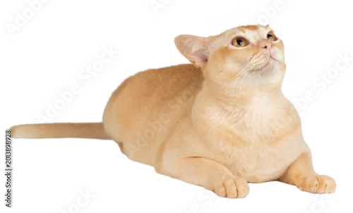 Fototapeta Burmese cream cat in full length