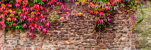 Foto Red and green leaves climb a brick wall in an outdoor space on a sunny day