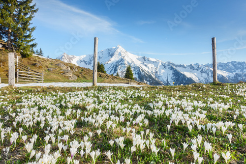 Krokuswiese im Frühjahr mit verschneitem Berggipfel im Hintergrund
