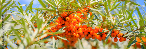 Foto Sea buckthorn berries grow on branches in a bright field under clear blue sky in
