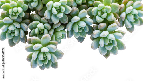 Foto Isolated Pachyphytum succulent plant with thick, plump leaves, elegant botanical