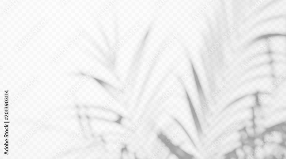 Naklejka premium Palm frond shadow overlay isolated on transparent background. Tropical leaf silhouette with diffused light effect.