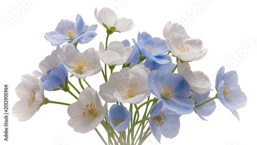 Fotografie Isolated beautiful delicate light blue and white poppy-like flowers in a vibrant