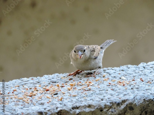 Canvas Print Females are plain buffy-brown overall with dingy gray-brown underparts