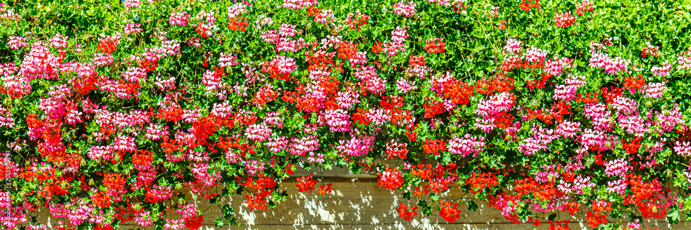 Obraz premium Vibrant flowers in bright colors cover a wall in a garden during daytime