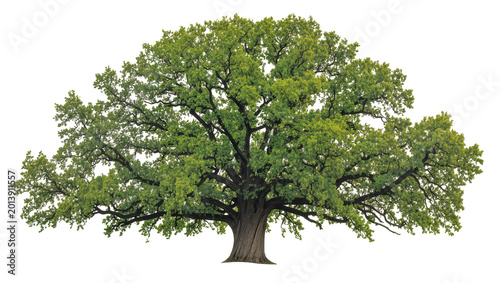 Slika na platnu Isolated magnificent mature oak tree with sprawling branches and vibrant green f