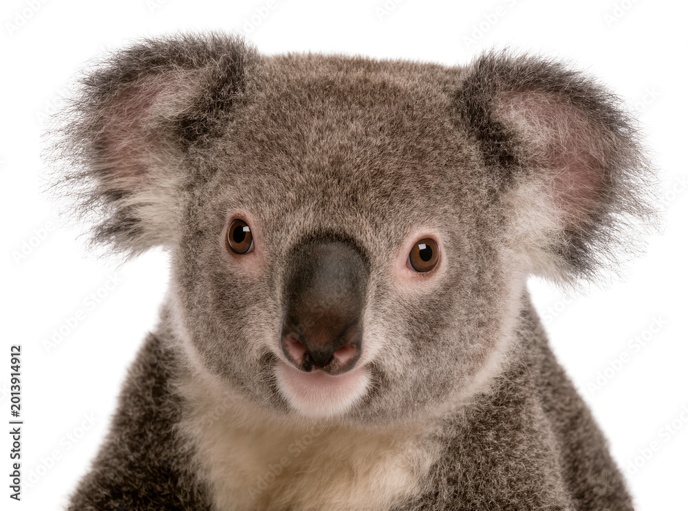 Naklejka premium Isolated endearing close-up portrait of a young koala looking directly forward