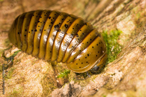 Obraz na płótnie Close up of Procyliosoma delacyi which is a species of giant pill millipede foun