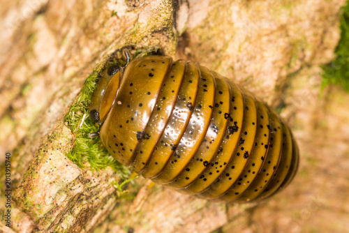 Φωτογραφία Close up of Procyliosoma delacyi which is a species of giant pill millipede foun