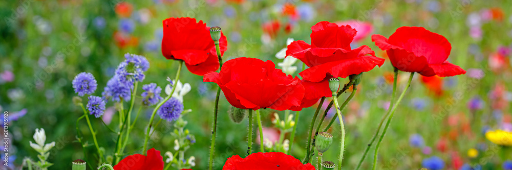Obraz premium Colorful flowers bloom in a field during spring season showcasing vibrant red poppies and purple wildflowers in nature