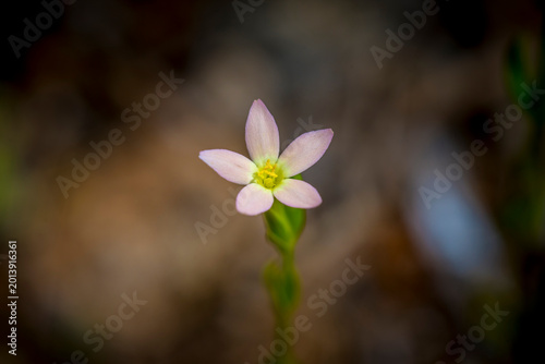 Принти на полотні Lesser centaury flower macro in Mallorca with soft bokeh background