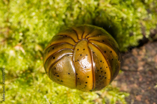 Fotografie Close up of Procyliosoma delacyi which is a species of giant pill millipede foun