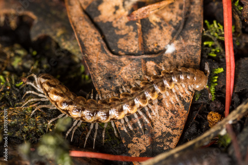 Foto Close up of a native new zealand centipede on a mossy log