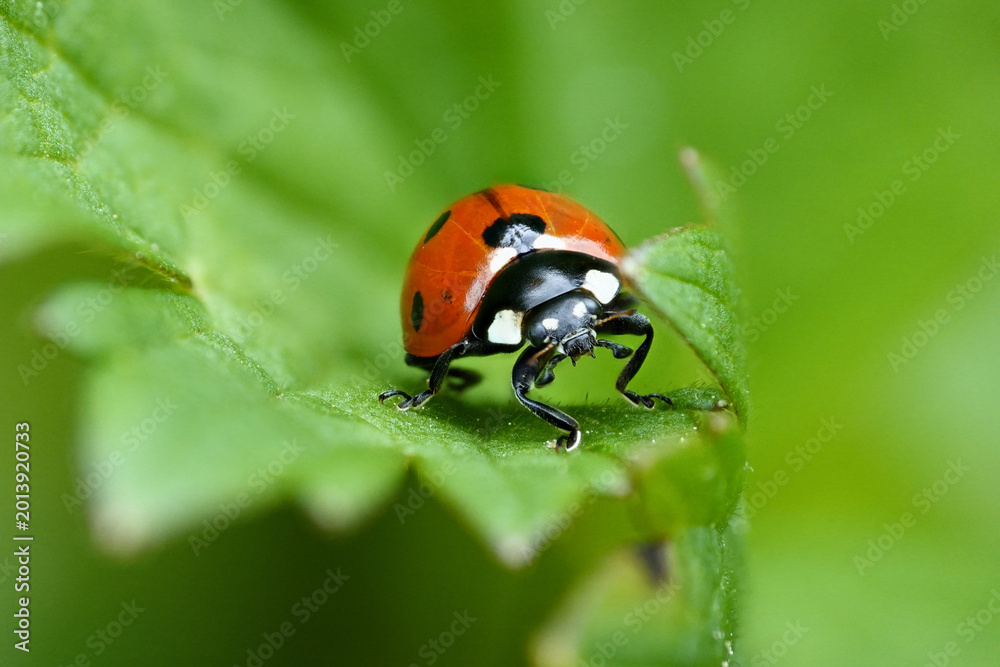 Fototapeta premium Ladybug crawls on green leaf in a lush garden during daytime, showcasing nature's small wonders and vibrant colors