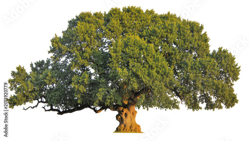 Tableau sur toile Isolated old mighty oak tree with a sprawling canopy of green leaves, majestic and sturdy nature