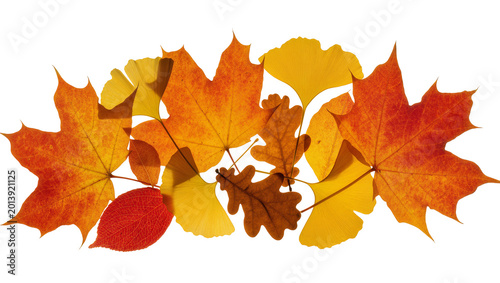 Foto Isolated collection of vibrant autumn leaves showcasing fall colors and natural