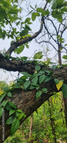 Vibrant Green Ivy Vine Climbing Up a Rough Wood Tree Trunk in a Natural Forest