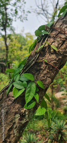 Vibrant Green Ivy Vine Climbing Up a Rough Wood Tree Trunk in a Natural Forest