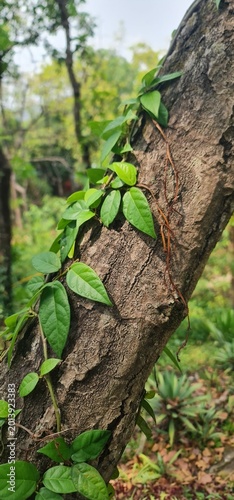 Vibrant Green Ivy Vine Climbing Up a Rough Wood Tree Trunk in a Natural Forest